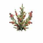 cropsHarvestableMaster