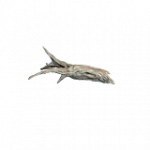 流木02