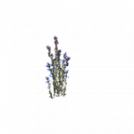 森の花