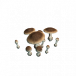 キノコ01（POI）