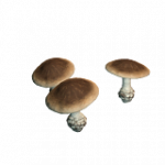 汚染されたキノコ