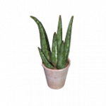 鉢植え（ピンク）01