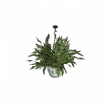 吊り下げシダ（ピンク）
