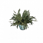 シダ（オレンジ）