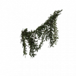 ツタ01