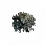 雪に覆われた低木