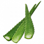 アロエ（種子）