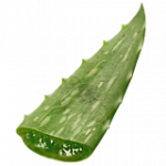 = アロエ = ランダムヘルパー