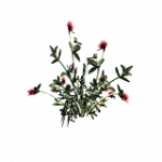 = 菊 = ランダムヘルパー