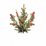 = コーヒー = ランダムヘルパー