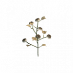 枯れた綿花(POI)