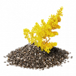 アキノキリンソウ（種子）