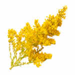 アキノキリンソウの花3（POI）