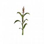 スーパーコーン（生育中）