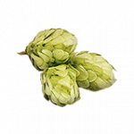 ホップ（種子）