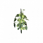 = ホップ = ランダムヘルパー