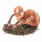 キノコ胞子（種子）