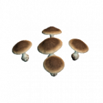 ＝ バイオーム収穫 ＝ ランダムヘルパー