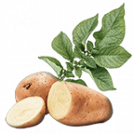 ジャガイモ（種子）