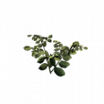 = ジャガイモ = ランダムヘルパー