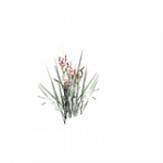 plantedSnowberry3HarvestPlayer