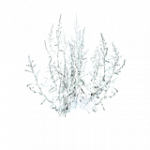 セッコウボク（生育中）