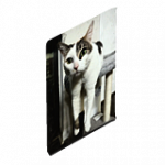 猫のポスター 01