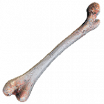 骨