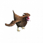 スリーパー雌鶏（生体）