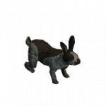 スリーパーウサギ（生体）