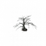 焦げた樹木-楓02