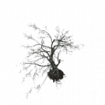 焦げた樹木-楓03