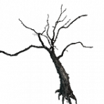 焦げた樹木-楓04