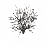 樹木-枯れた松の葉