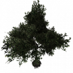 = 樹木-中 = ランダムヘルパー