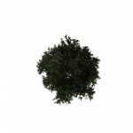 = 樹木-小 = ランダムヘルパー