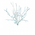 樹木-冠雪した枯れた茂み