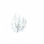 樹木-冠雪した枯草・斜め