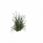 樹木-背の高い草・斜め